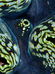 Abstract macro, Giant Clam. Taken with the D2x and 60mm m... by Luiz Rocha 